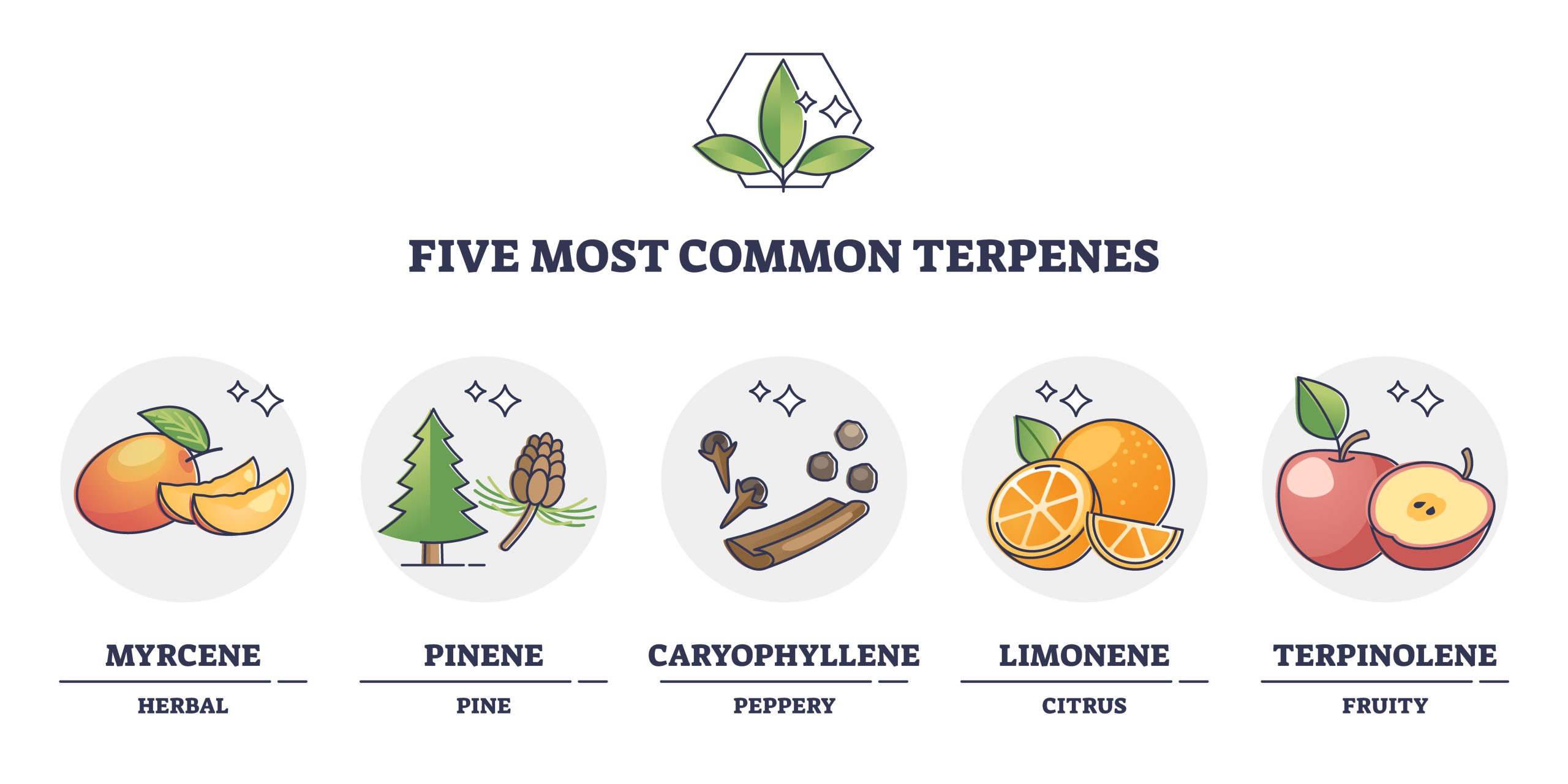 Terpenes types for essential oils and aromatic nature flavors outline diagram. Labeled educational scheme with myrcene, pinene, caryophyllene, limonene and terpinolene examples vector illustration.