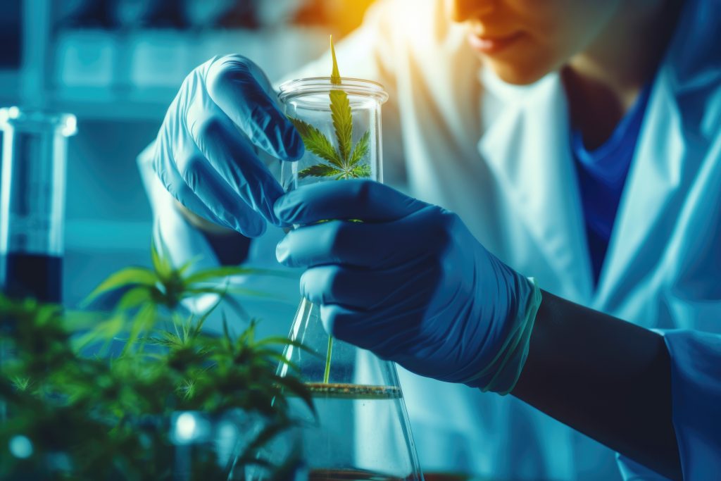 medical scientists research hemp with cannabis leaves in green lab. High quality photo
